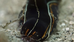 Philinopsis speciosa