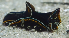 Philinopsis speciosa