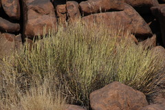 Kleinia longiflora