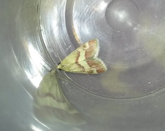 Tegostoma baphialis