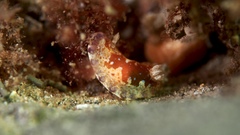 Chromodoris alternata