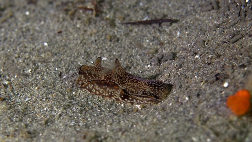 Philinopsis gigliolii
