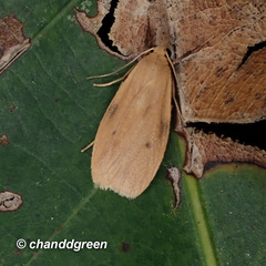 Paralithosia shaowuica