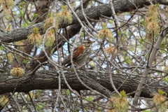 Turdus iliacus