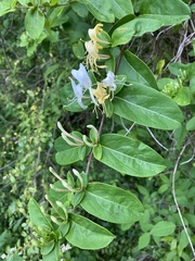 Lonicera japonica