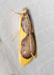 Prooedema inscisalis