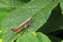 Amblytropidia australis