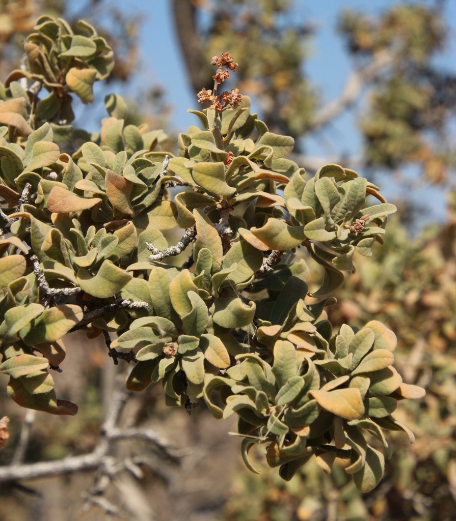 Nama Resin Tree