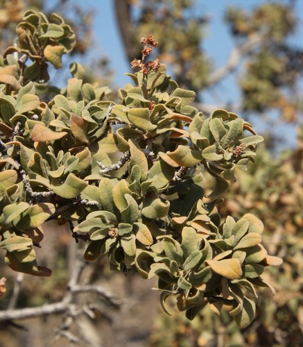 Image of Ozoroa namaensis by (c) Tony Rebelo, some rights reserved (CC BY-SA)