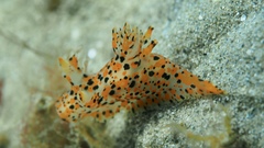 Thecacera pennigera