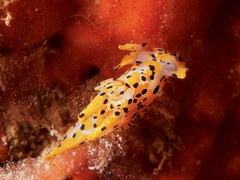 Thecacera pennigera