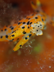 Thecacera pennigera
