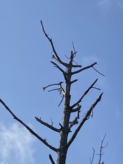 Melanerpes carolinus