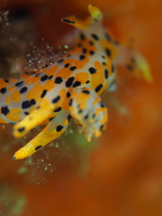 Thecacera pennigera