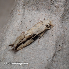 Erechthias atririvis
