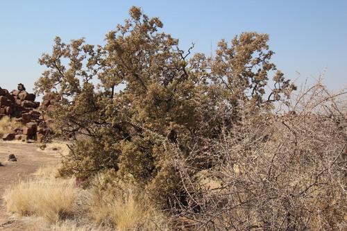 Image of Ozoroa namaensis by (c) Tony Rebelo, some rights reserved (CC BY-SA)