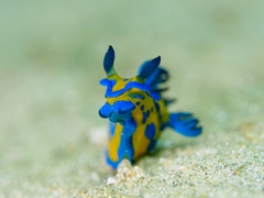 Tambja verconis