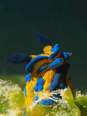 Tambja verconis