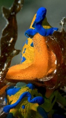 Tambja verconis