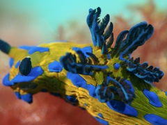 Tambja verconis