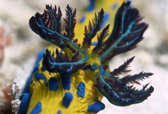 Tambja verconis