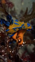 Tambja verconis