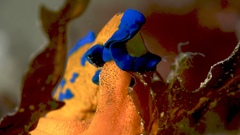 Tambja verconis