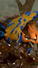 Tambja verconis