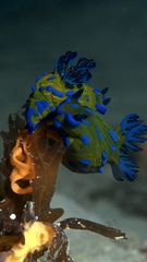 Tambja verconis