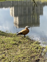 Tadorna ferruginea
