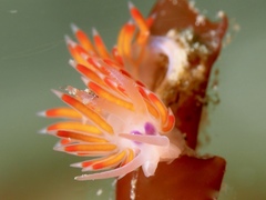 Coryphellina poenicia