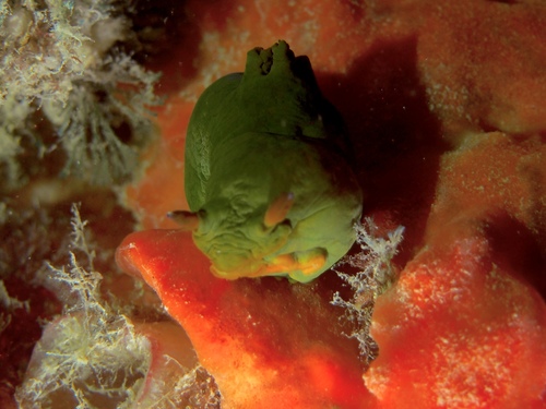 Tambja dracomus