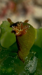 Tambja dracomus