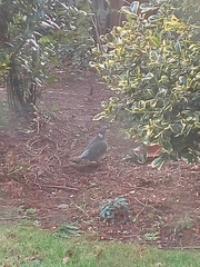 Columba palumbus