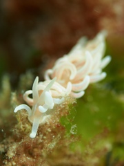 Phyllodesmium serratum