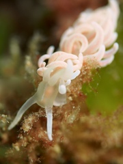 Phyllodesmium serratum