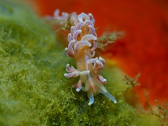 Phyllodesmium serratum