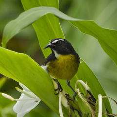 Coereba flaveola