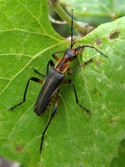 Chauliognathus obscurus