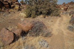 Euphorbia lignosa