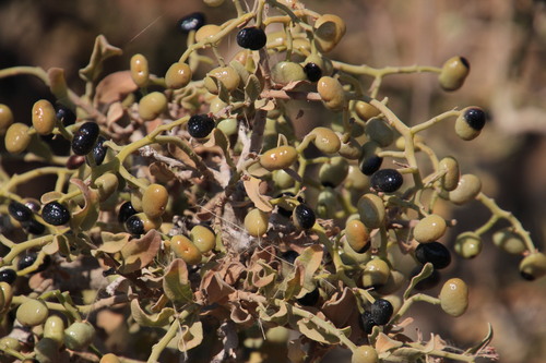 Ozoroa namaensis image