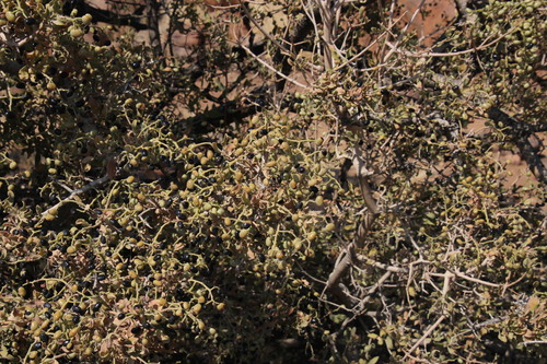 Image of Ozoroa namaensis by (c) Tony Rebelo, some rights reserved (CC BY-SA)