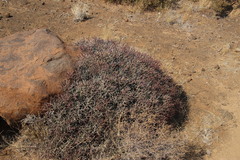 Euphorbia lignosa