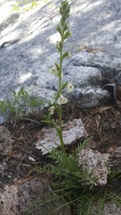 Pedicularis contorta