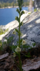 Pedicularis contorta