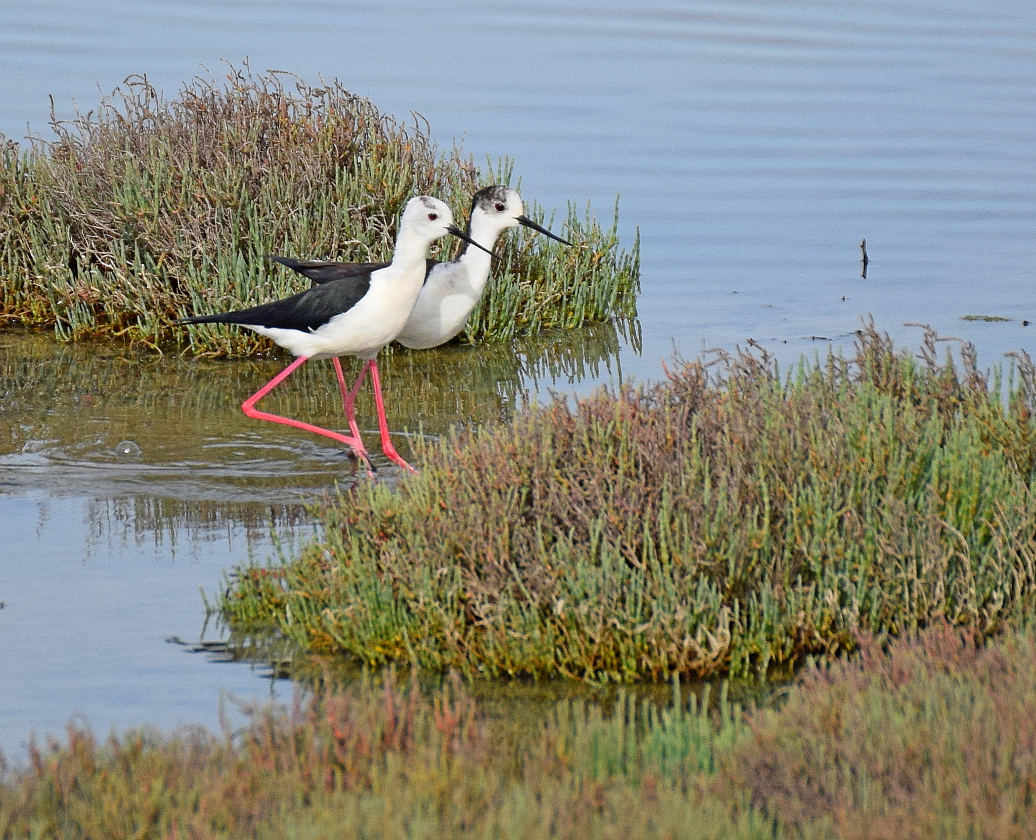 Black-winged Stilt (Himantopus himantopus)