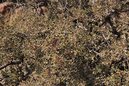 Image of Ozoroa namaensis by (c) Tony Rebelo, some rights reserved (CC BY-SA)