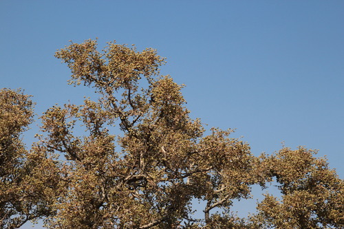 Image of Ozoroa namaensis by (c) Tony Rebelo, some rights reserved (CC BY-SA)