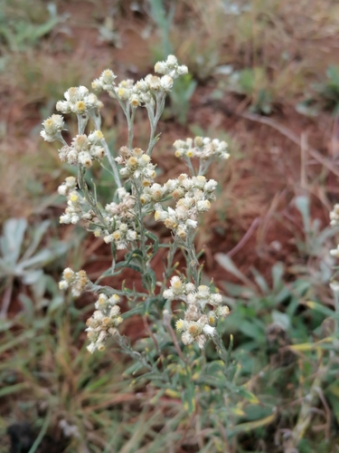 Image of Helichrysum rugulosum by (c) Hildegard Klein, some rights reserved (CC BY)
