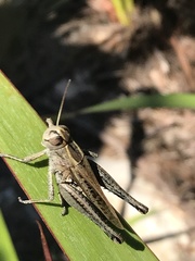 Eyprepocnemis plorans meridionalis